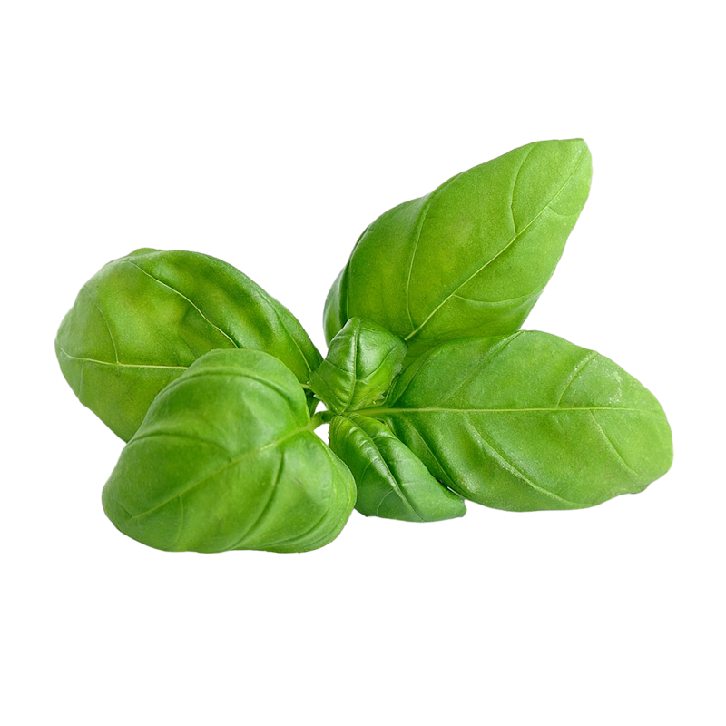 Basil