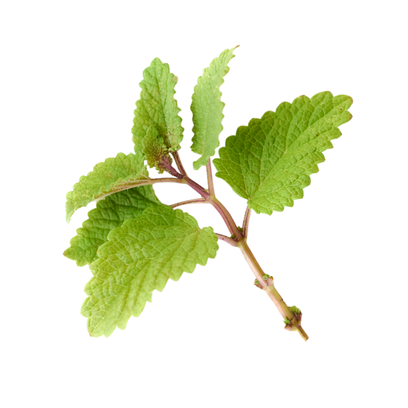 Lemon Balm Kerala