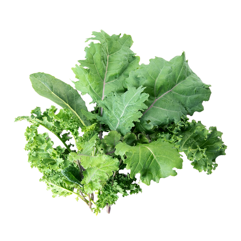 Kale, Aeroponics Kale, Kerala