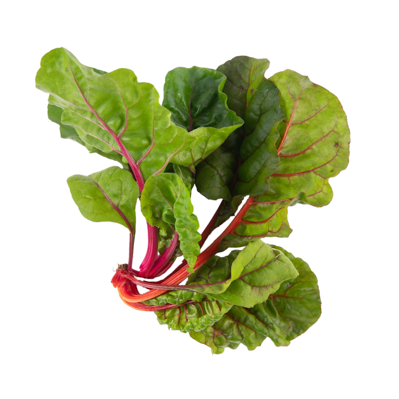 Swiss Chard Grown on Aeroponics