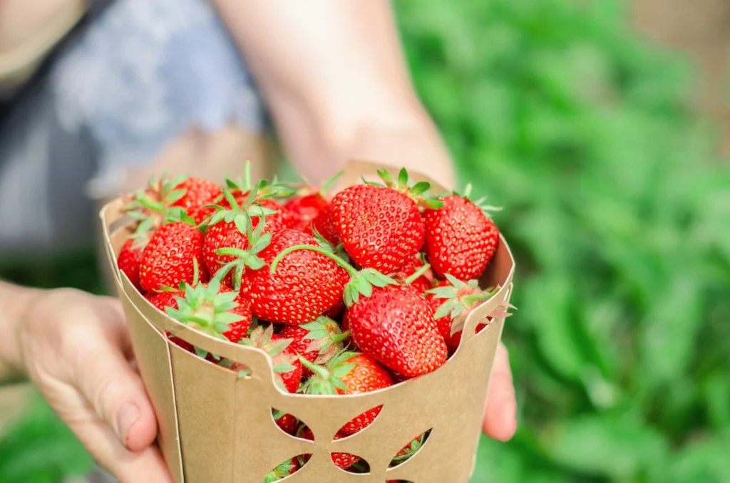 Strawberries in Aeroponics